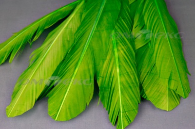 Декоративный Пучок из перьев, перо 24см/зеленый - купить в Биробиджане. Цена: 12.19 руб.