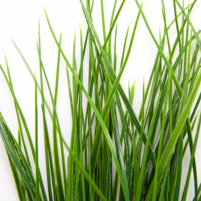 Трава искусственная -4, шт  (осока 50 см/8 см  7 листов)				 - купить в Биробиджане. Цена: 130.73 руб.
